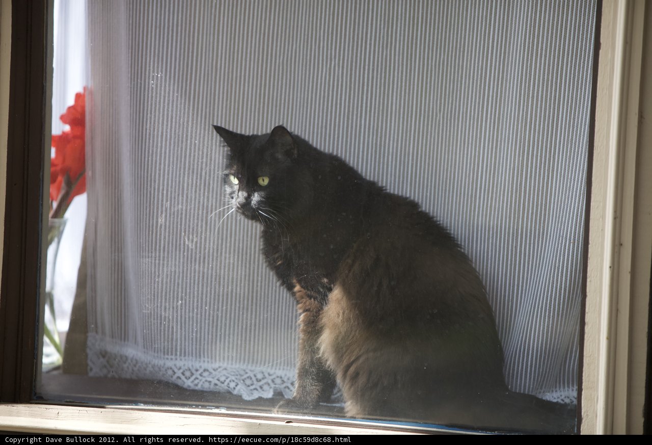Window Cat