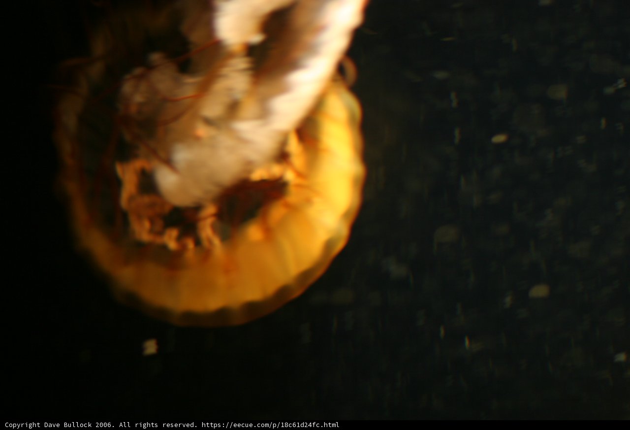 Rose Jellyfish