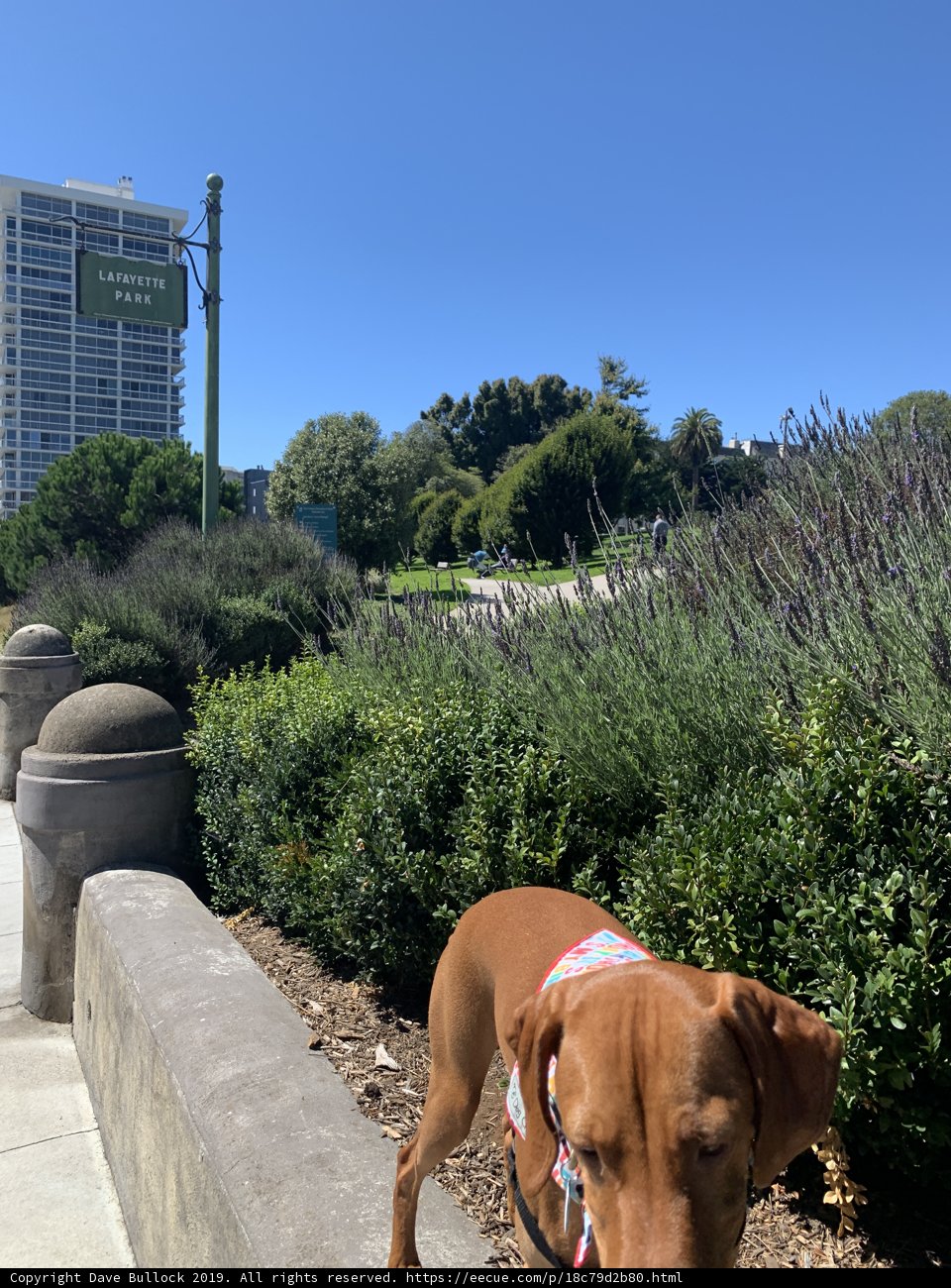 Vizsla on the Sidewalk