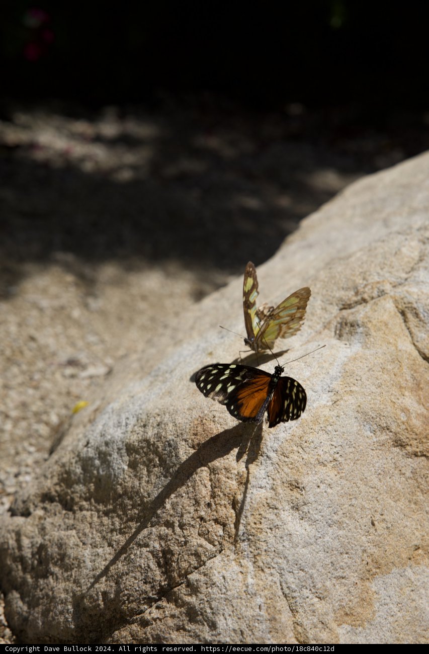 A Birthday Flutter