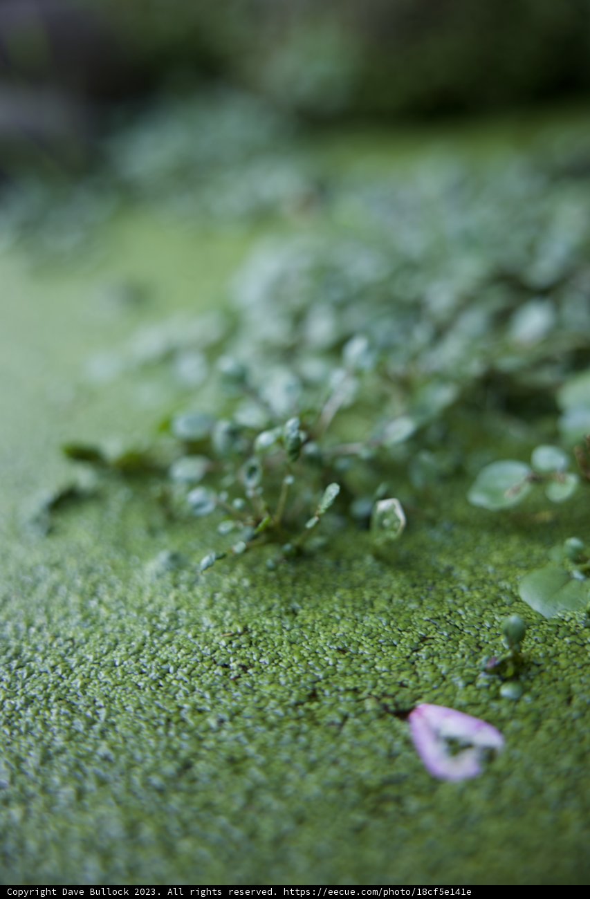 Eco Wall - Nature's Masterpiece