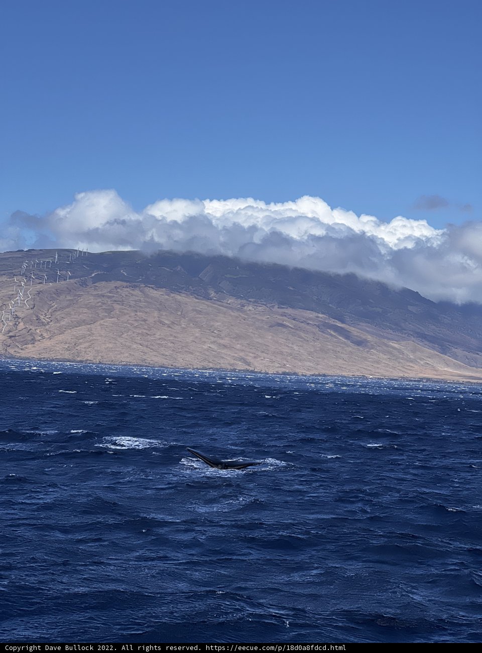 Majestic Humpback Whale Swimming Near Hawai'ian Mountain