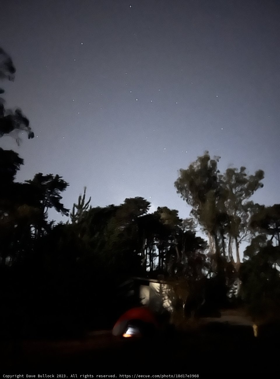 Starlit Embrace at the Presidio