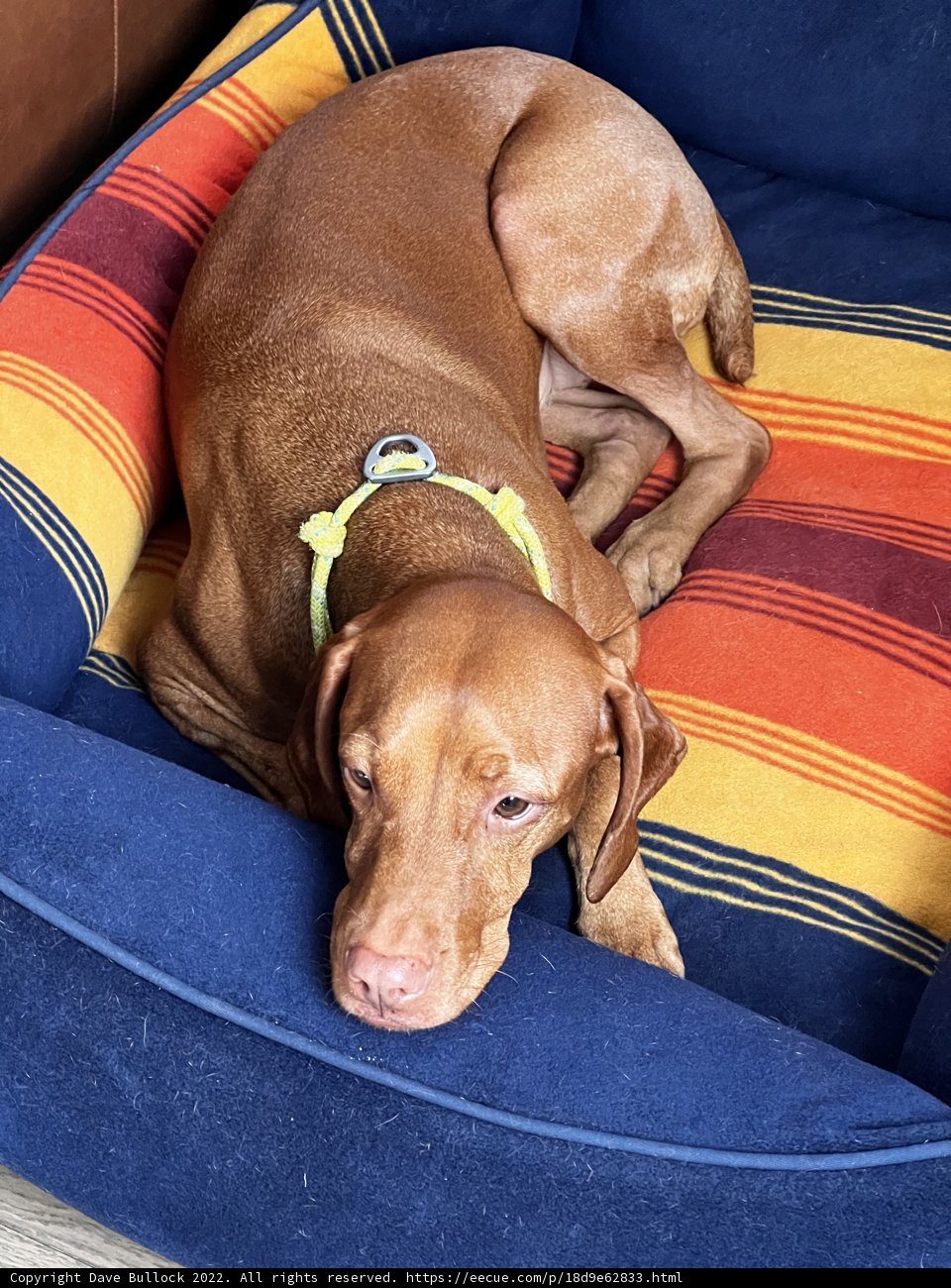 Cozy Canine on Couch