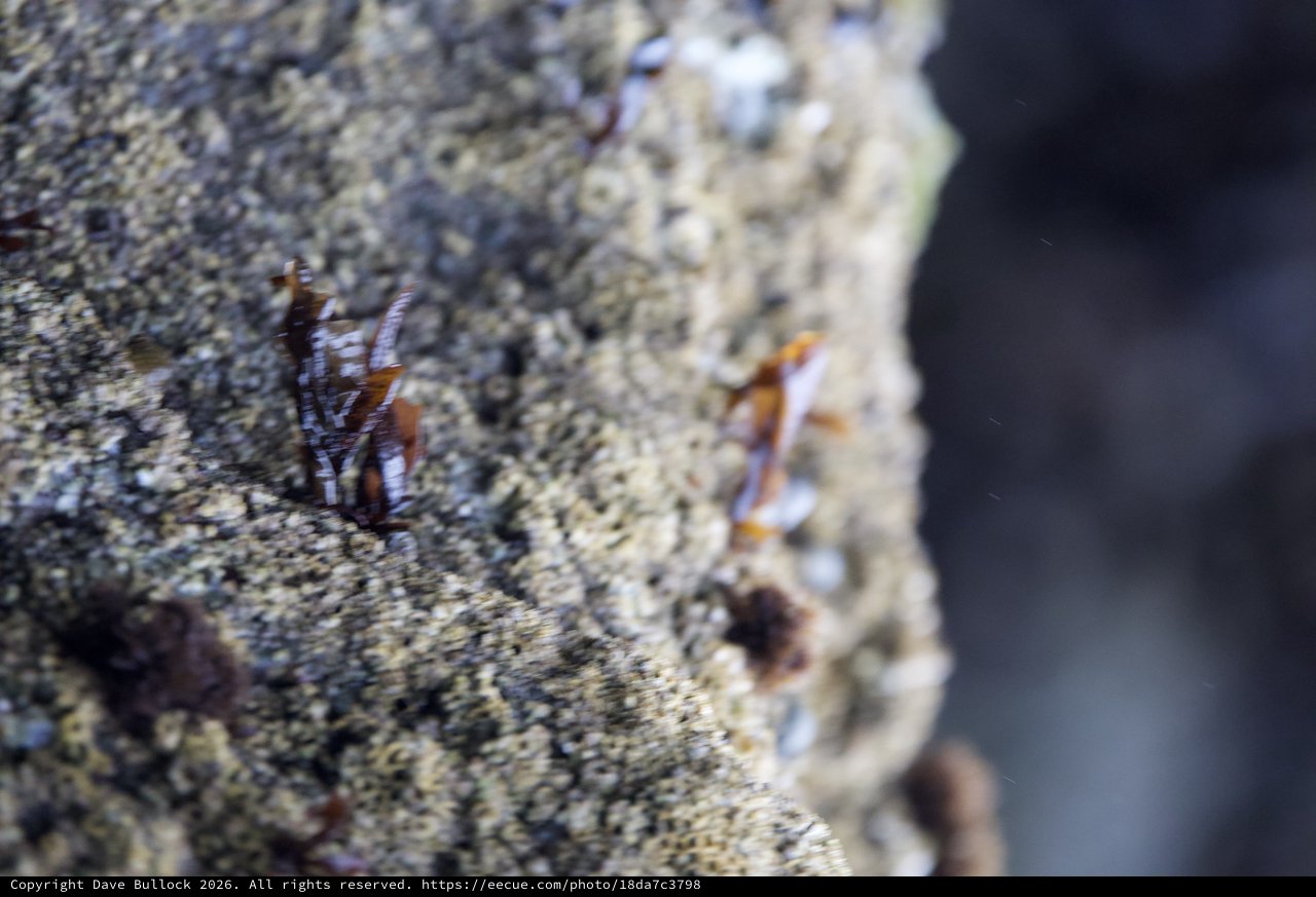 Tiny Crabs Clinging to Rocky Tide Pool Surface