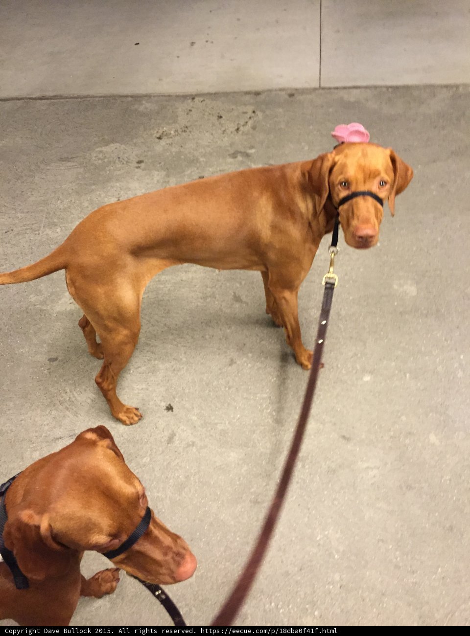 Vizsla with Pink Flower Portrait