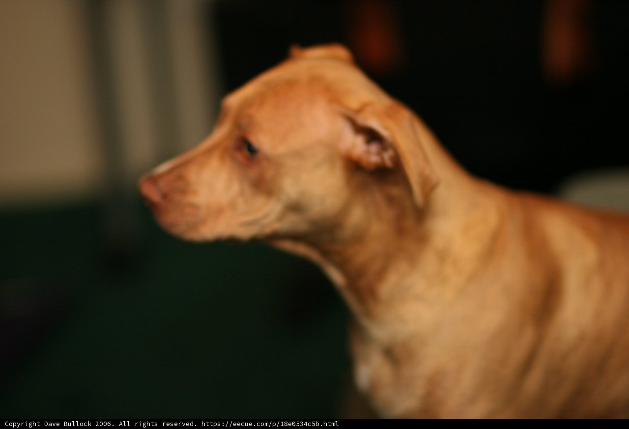 Curious Canine