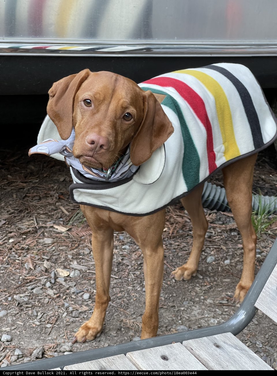 Striped Style for this Furry Friend