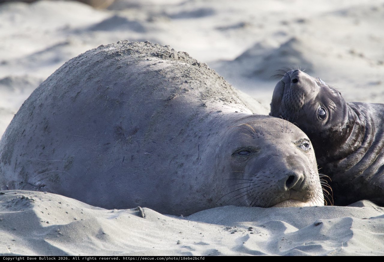 Elephant Seal Mother and Pup Resting on Beach
