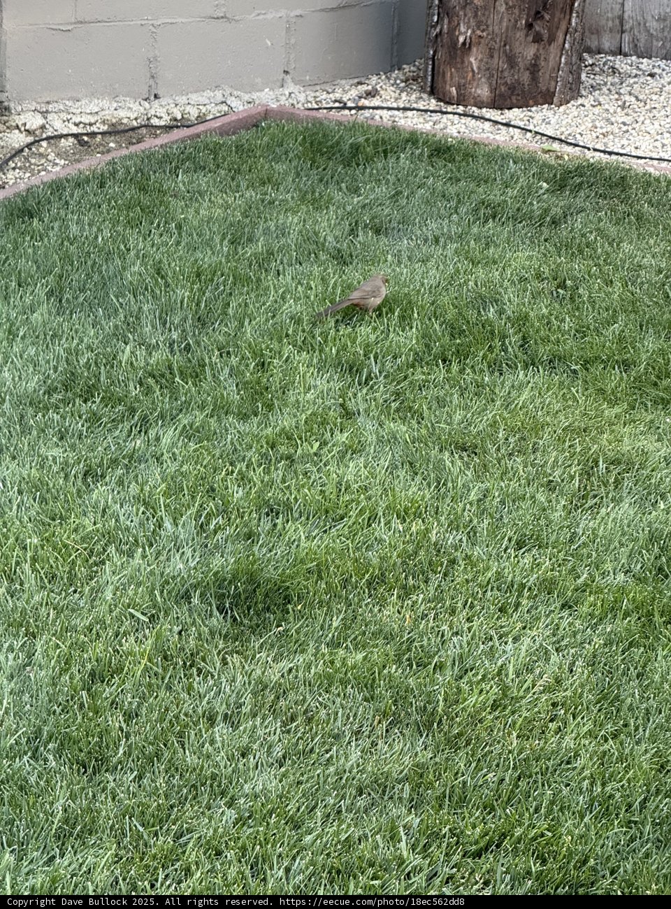 Spring Sentinel