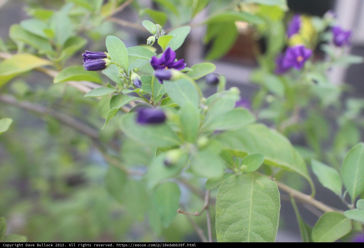Purple Geranium Flower in Altadena