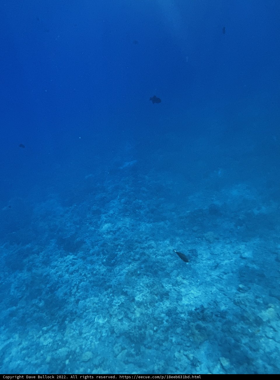Diving Into Nature's Wonders
