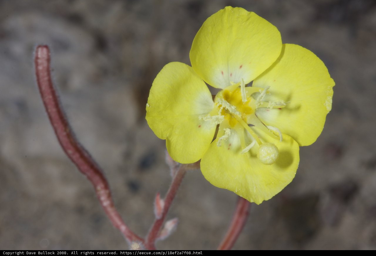 Desert Bloom
