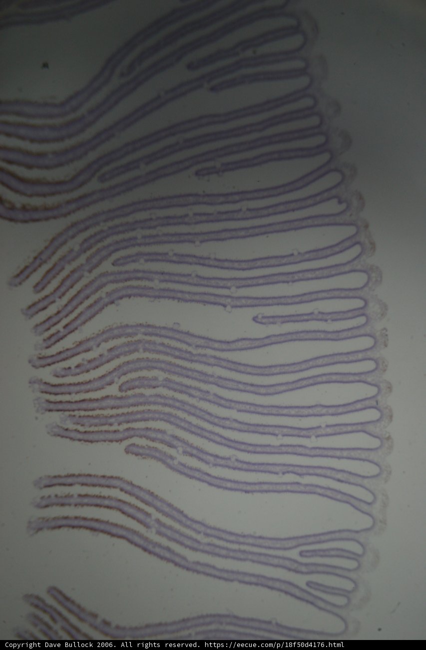 The Stained Cell