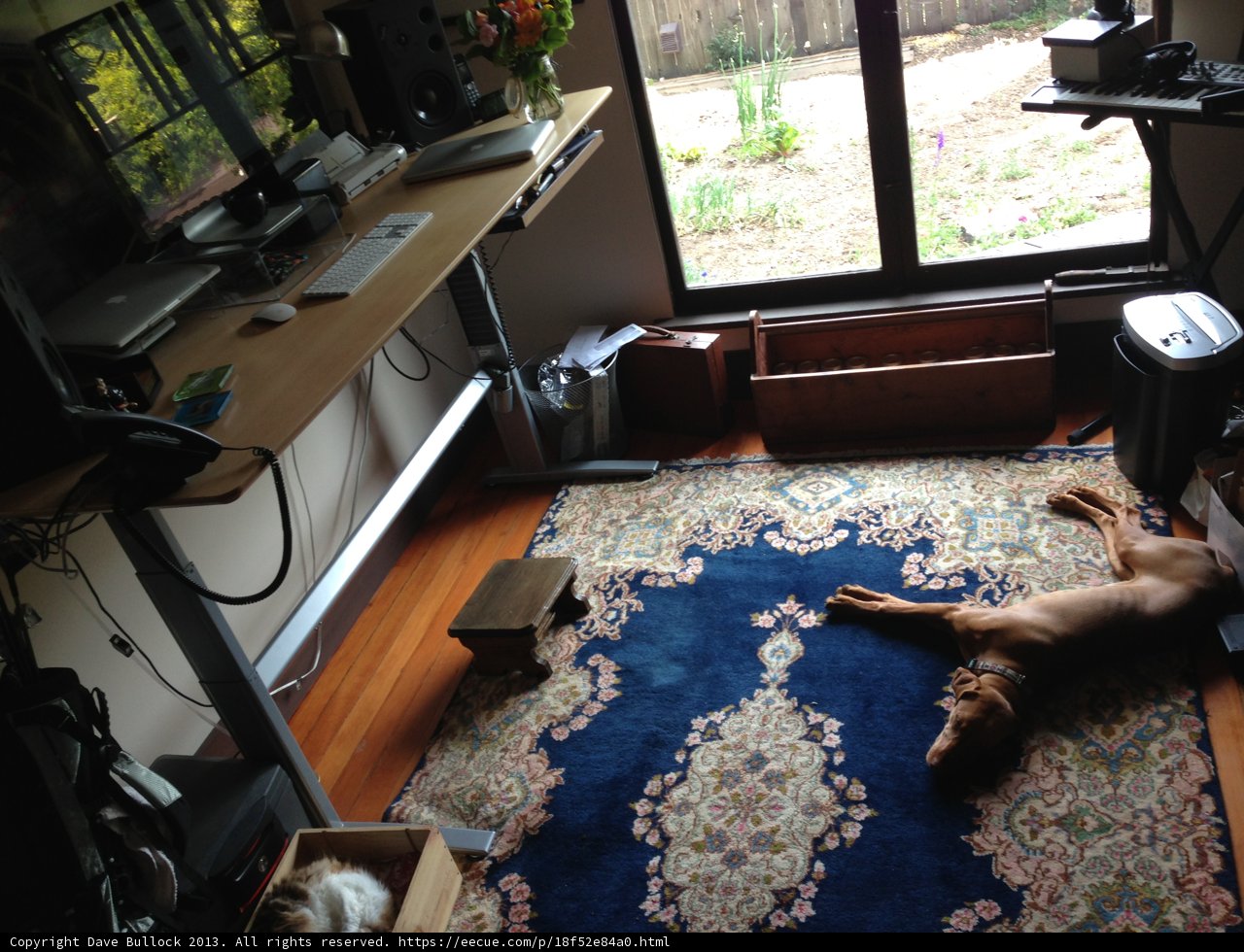 Comfy Canine Couch Potato