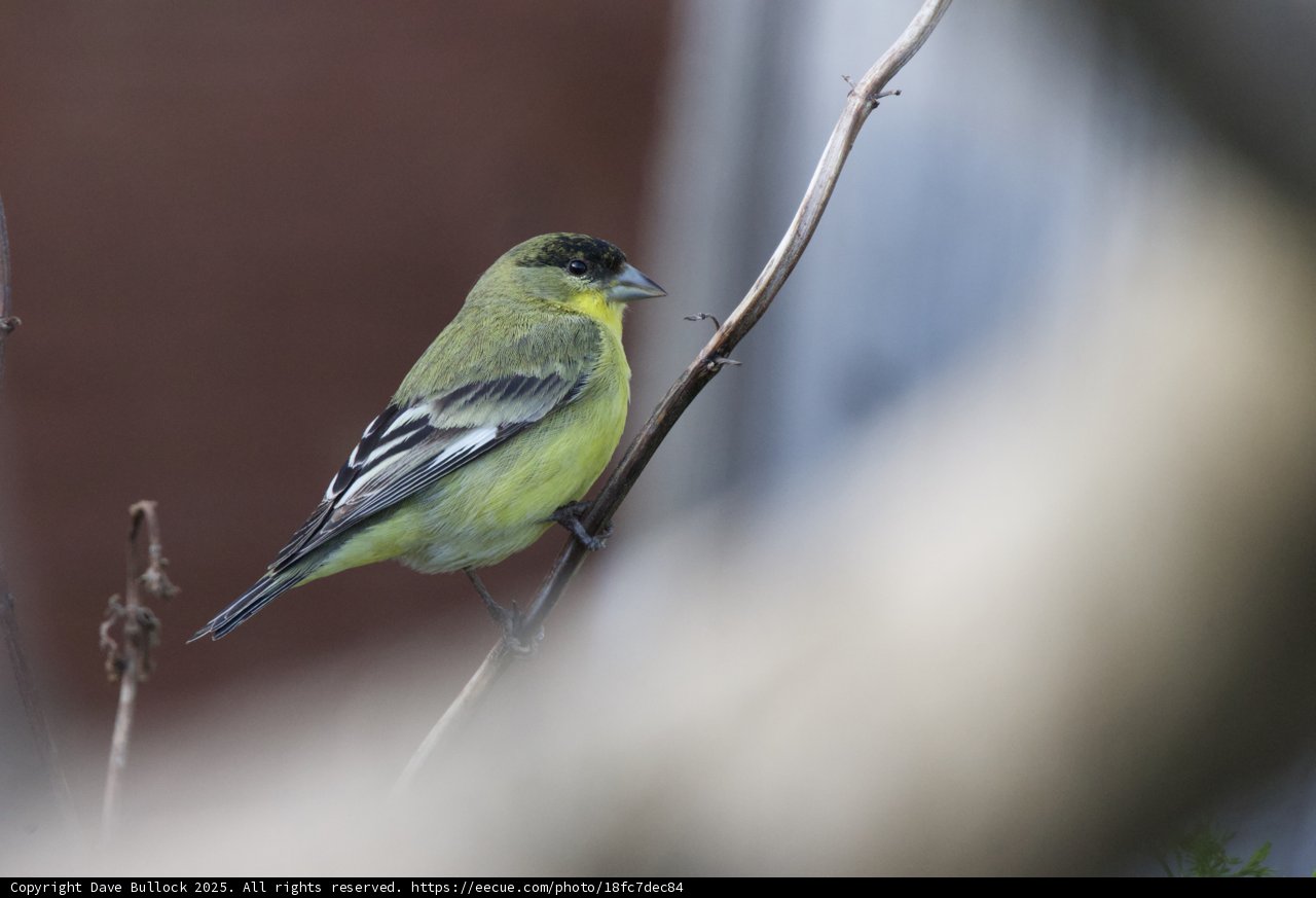 Springtime Serenade