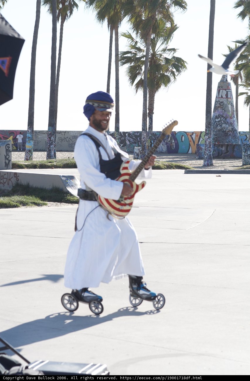 The Guitar Player in the Palm Tree Garden
