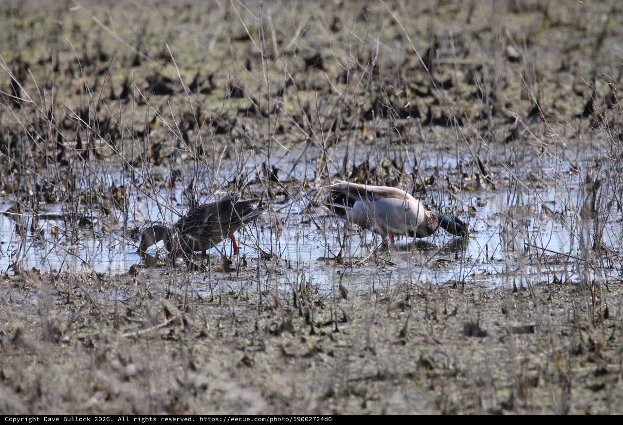 Northern Pintail Ducks Foraging in Shallow Wetland Waters