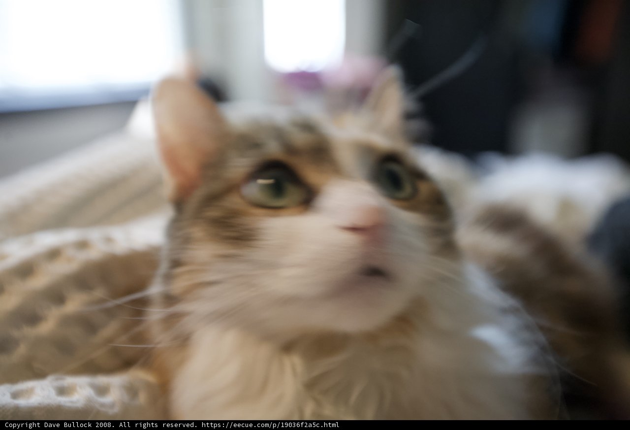 Cat's Curious Stare