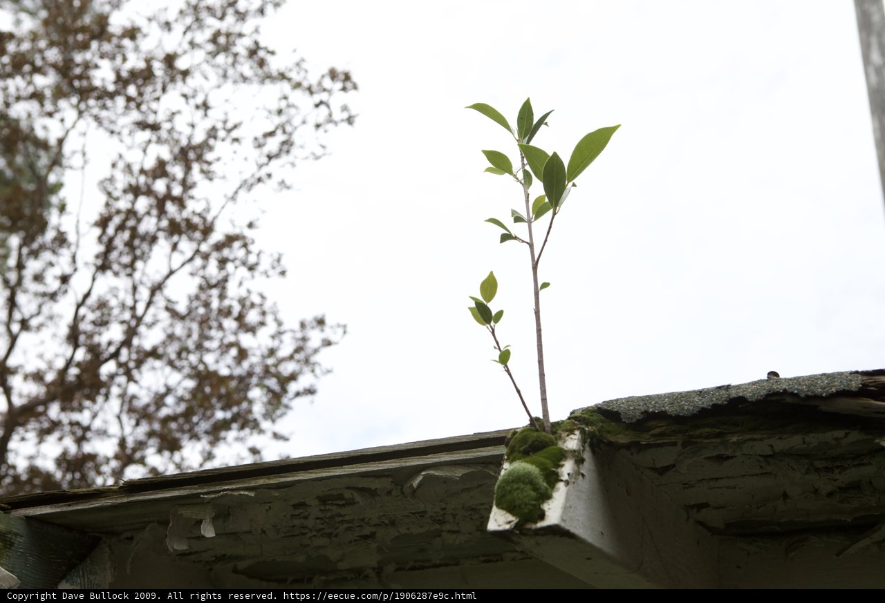 Nature's Architecture