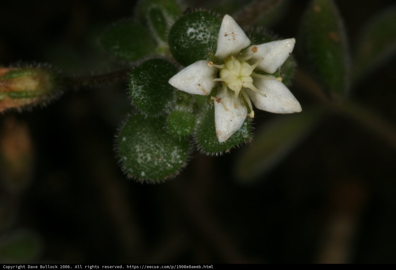 Delicate White Flower Surrounded by Green