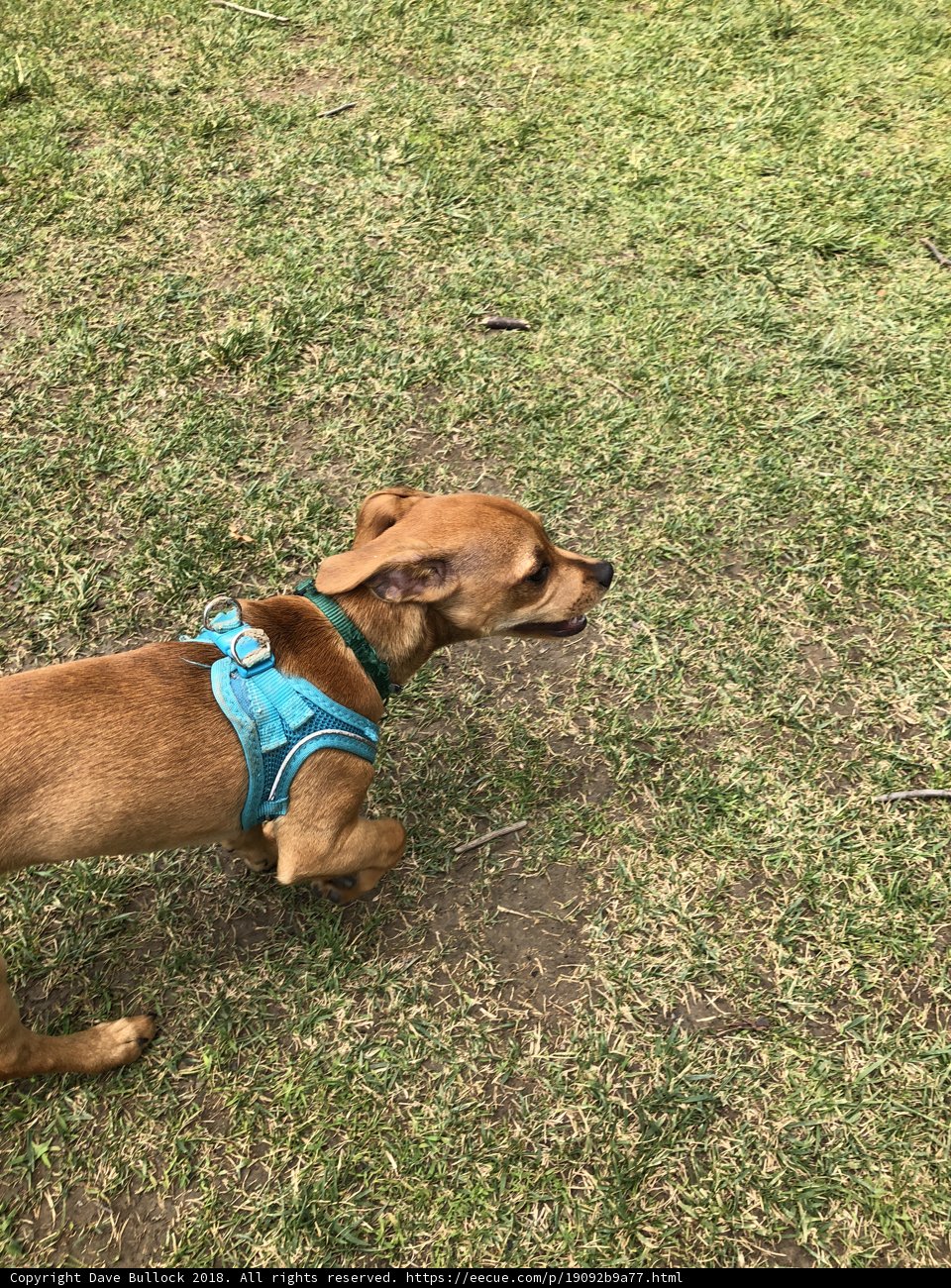 Blue-Harnessed Canine Running in the Grass