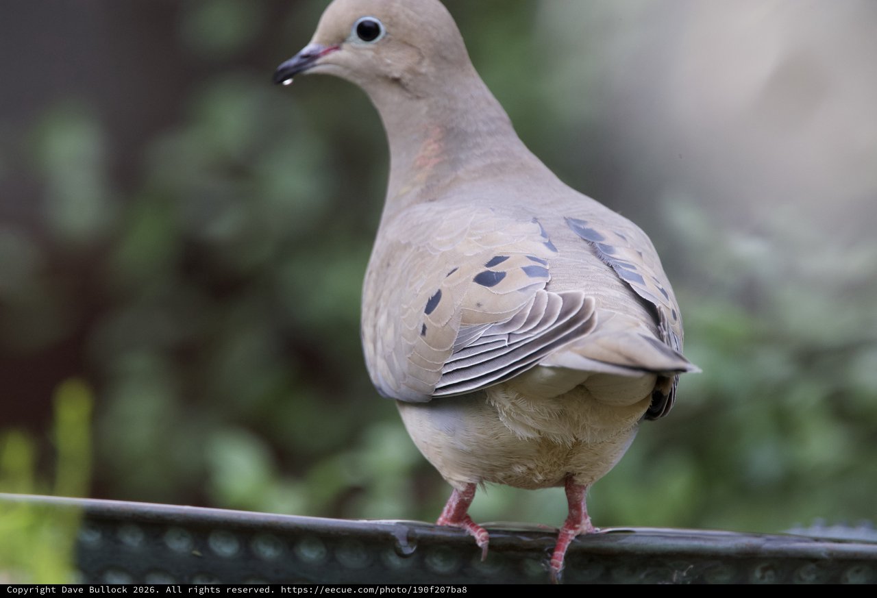 Mourning Dove Perched on Garden Feeder Rail
