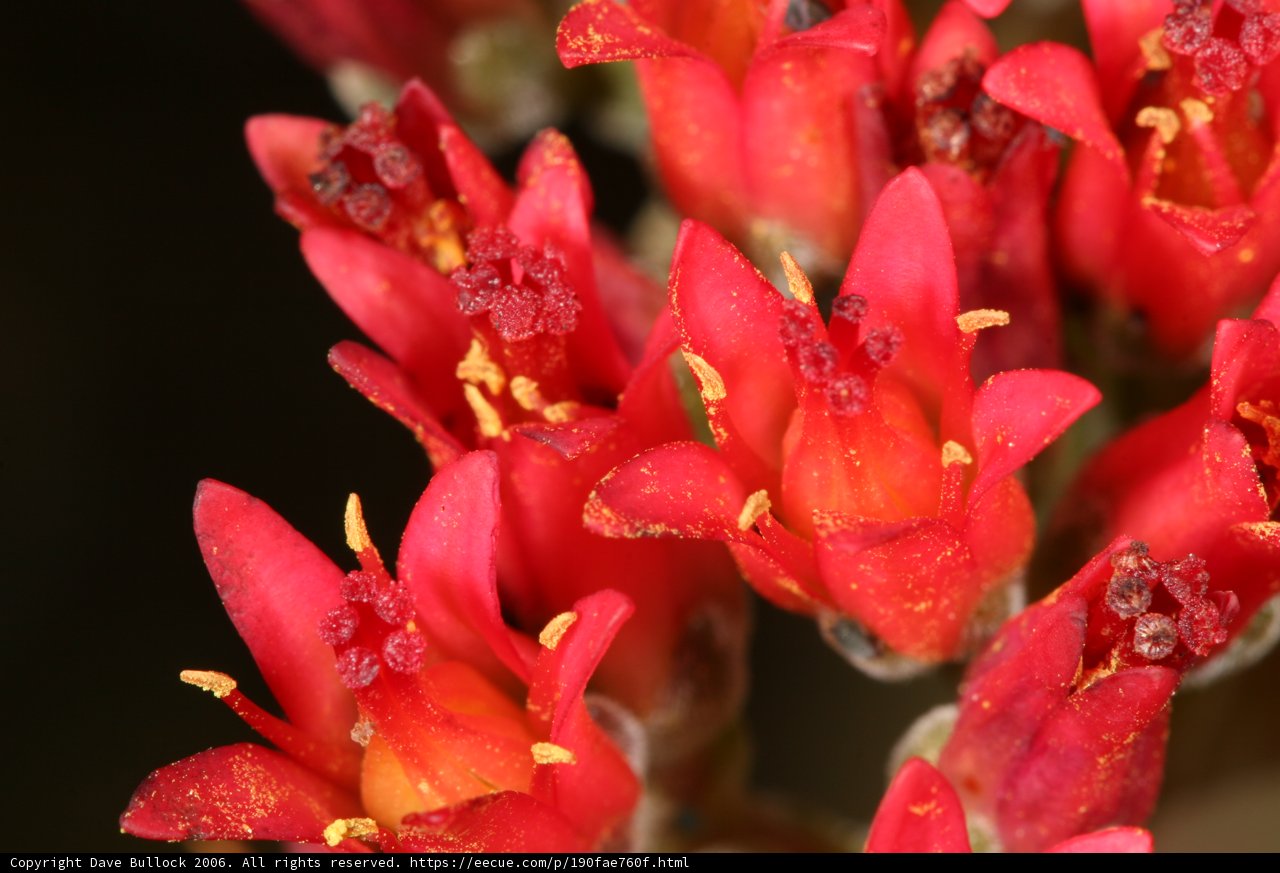 Vibrant Red Flowers with Yellow Centers