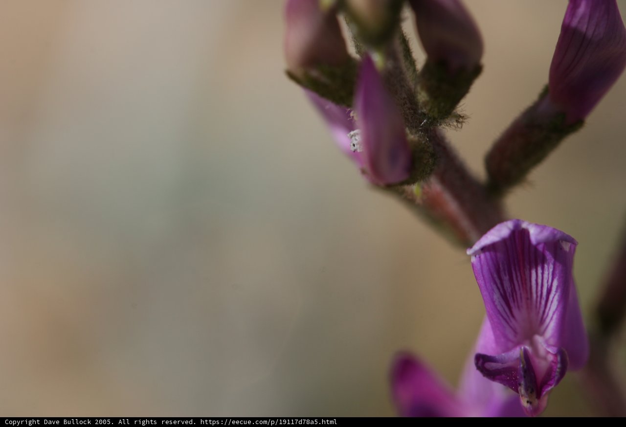Purple Bloom