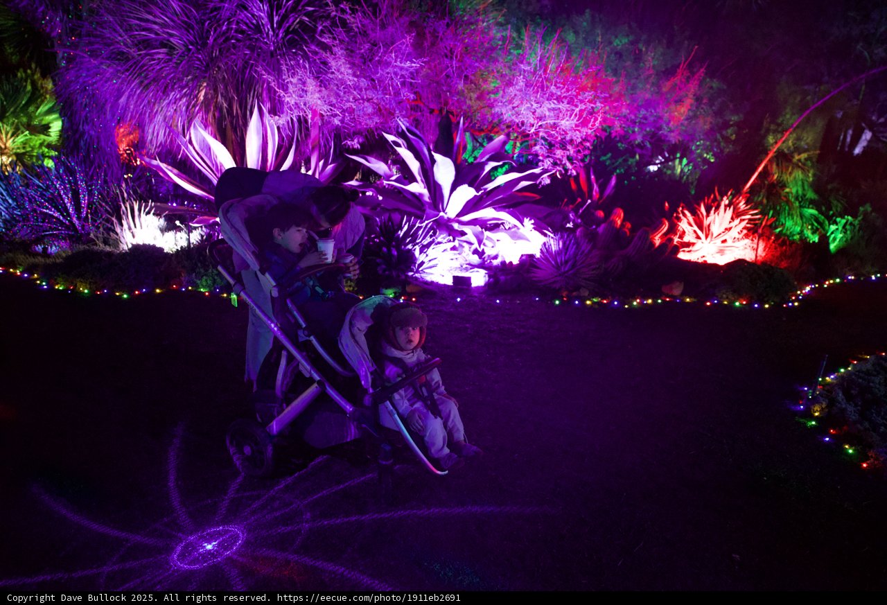 Luminous Night Wonders