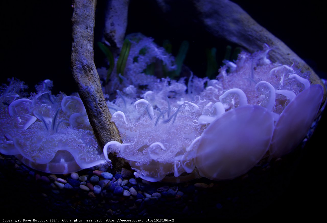 Mystical Serenity: The Dark Aquarium