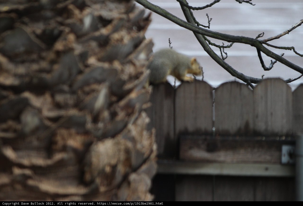 Squirrel's Perch