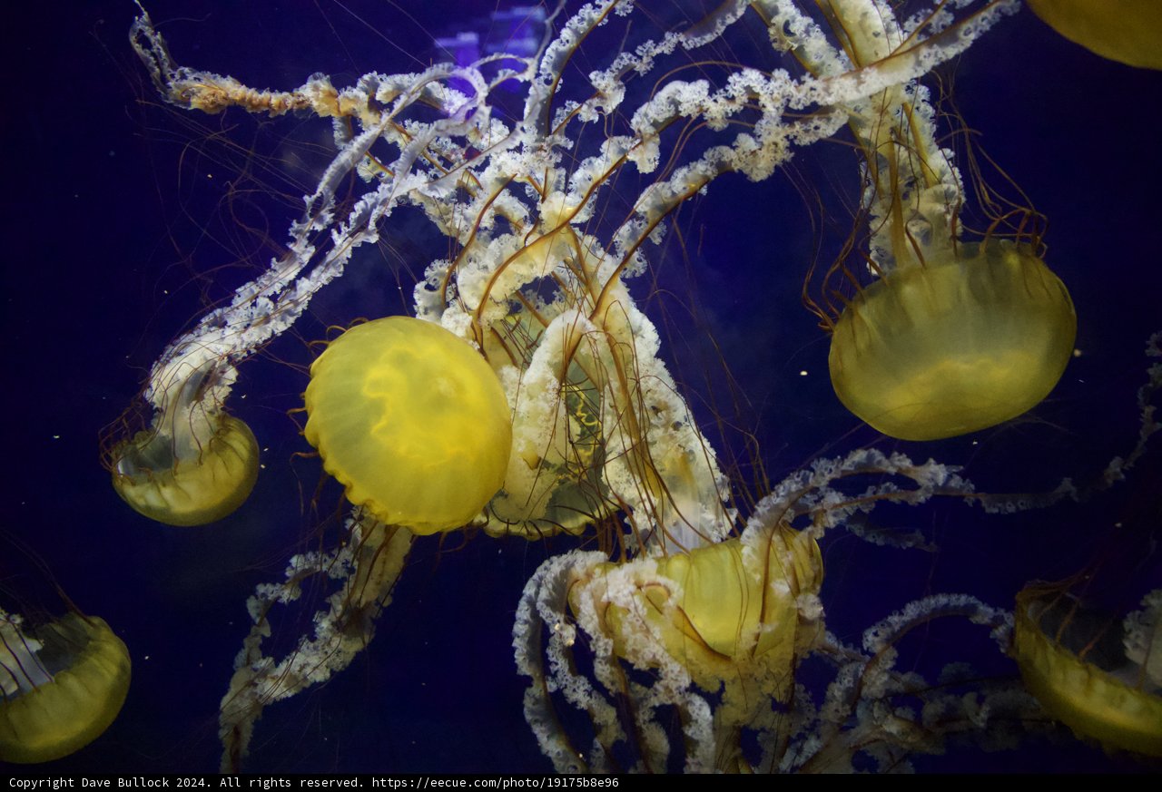Enthralling Encounter with Underwater Elegance