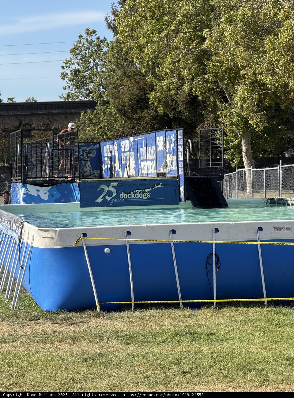 Dive into Summer Fun