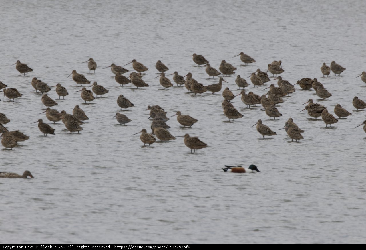 Harmony in Flight: A Flock at San Pablo Bay