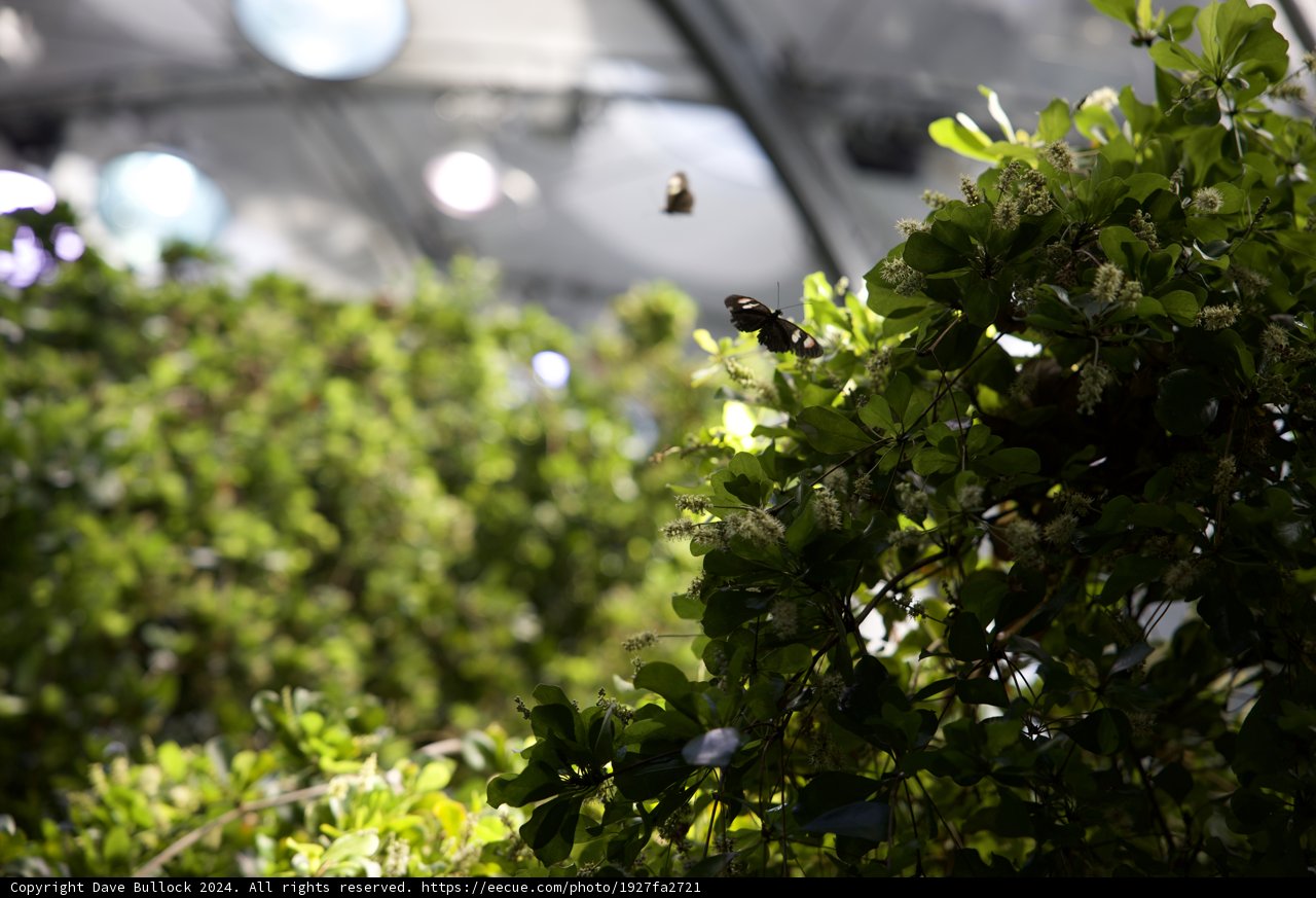 A Dance Among the Leaves: The Bee's Solo
