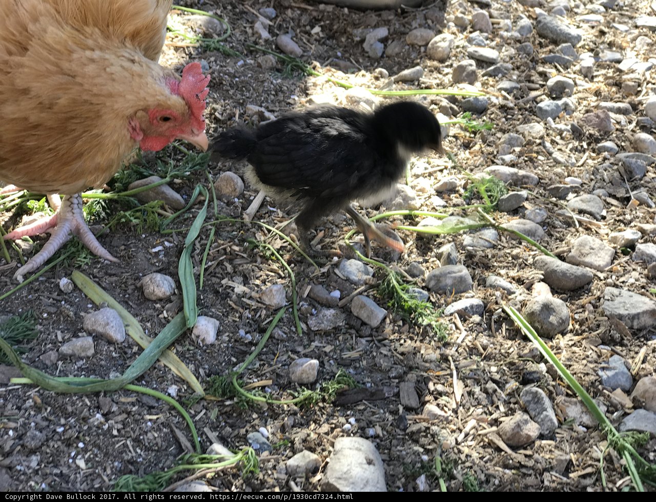 The Chickens of Los Angeles