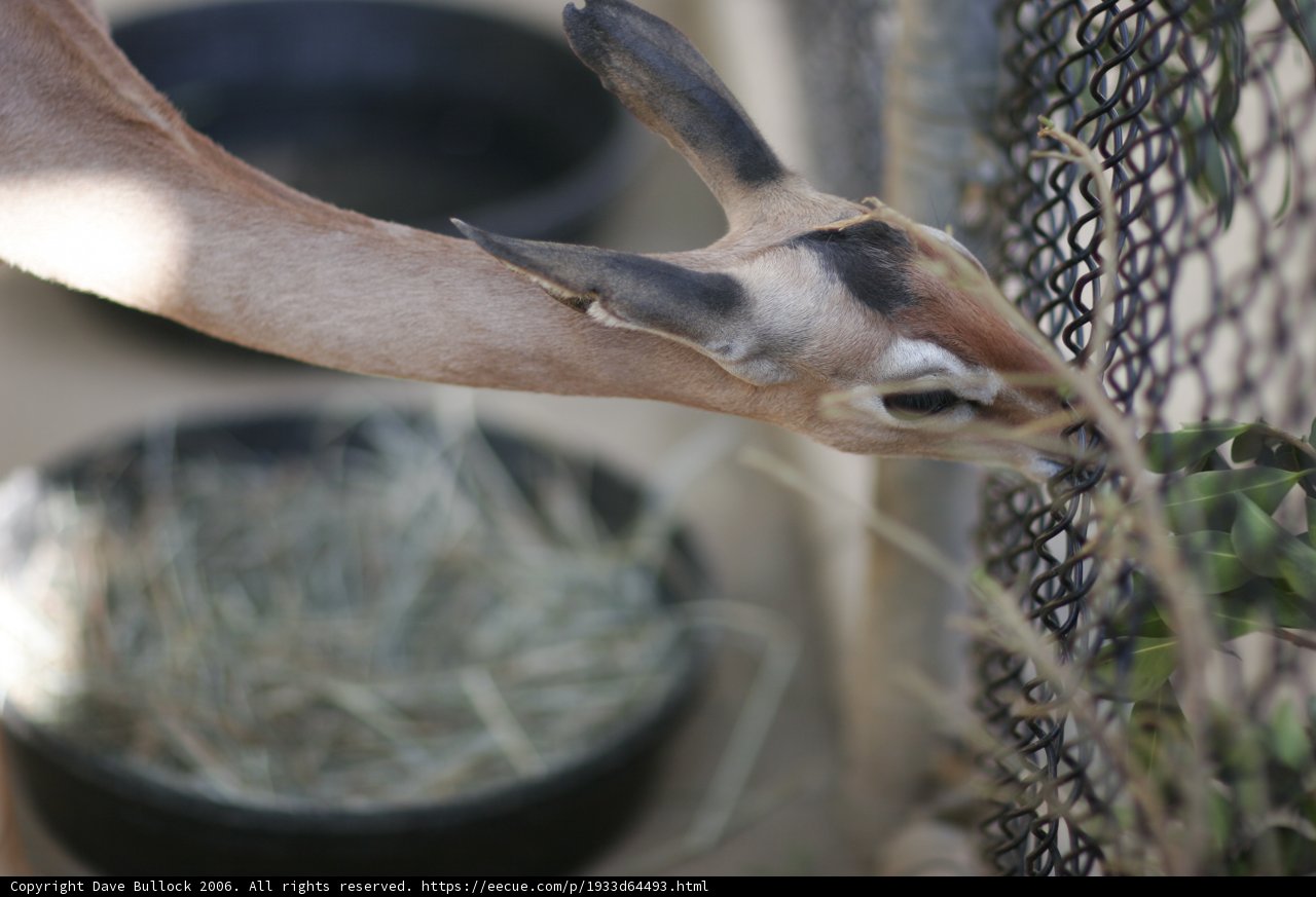 Feeding Time for the Impala