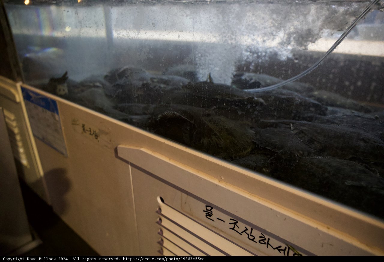Aquarium Wonder in Korea