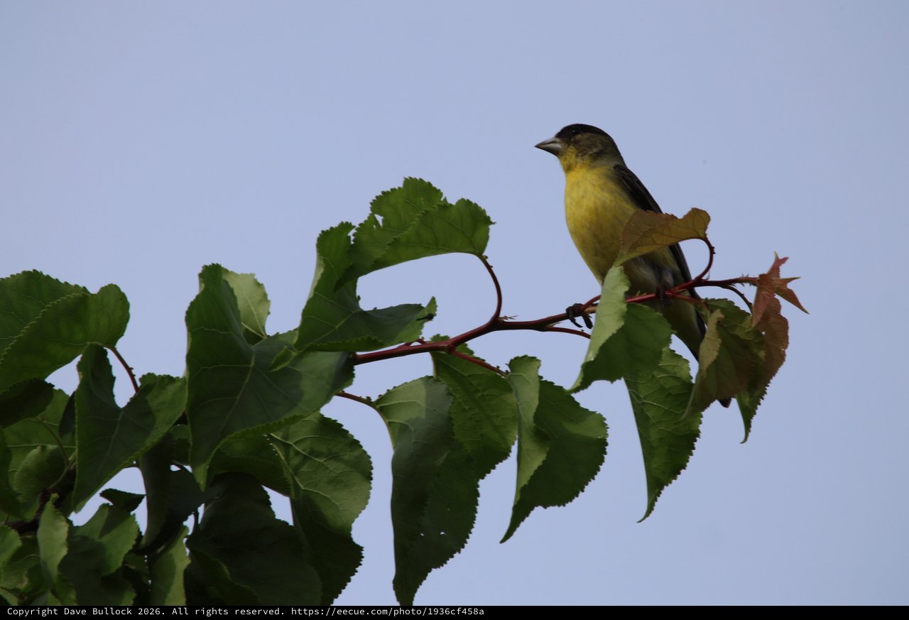 Lesser Goldfinch Perched on Mulberry Branch at Dusk