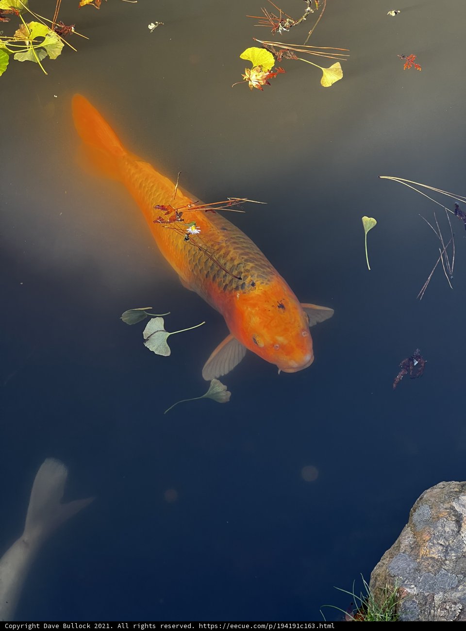 Tranquil Koi Pond in Japanese Tea Garden