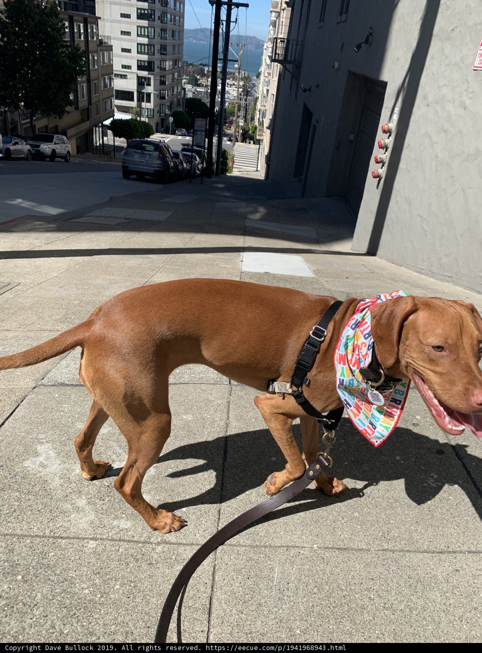 Colorful Walk with a Canine Companion