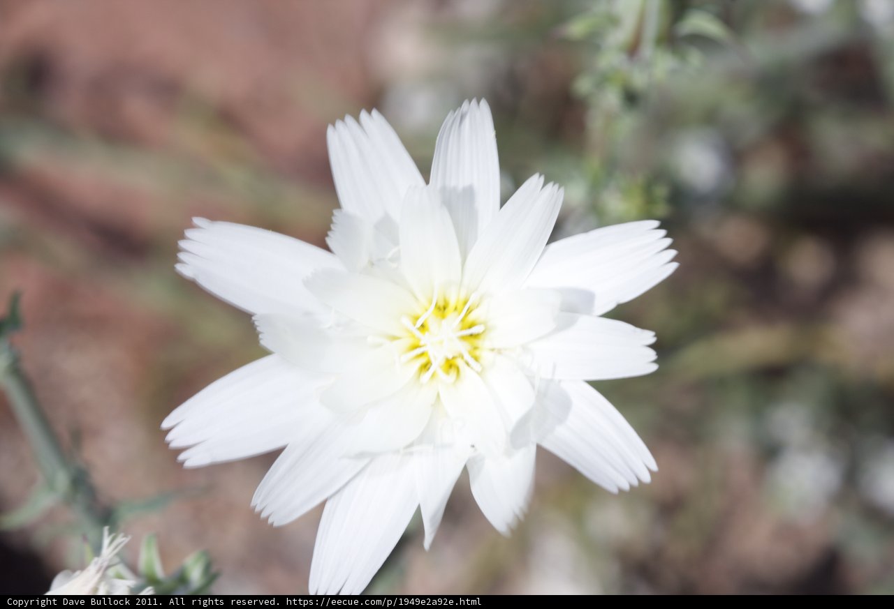 Desert Daisy