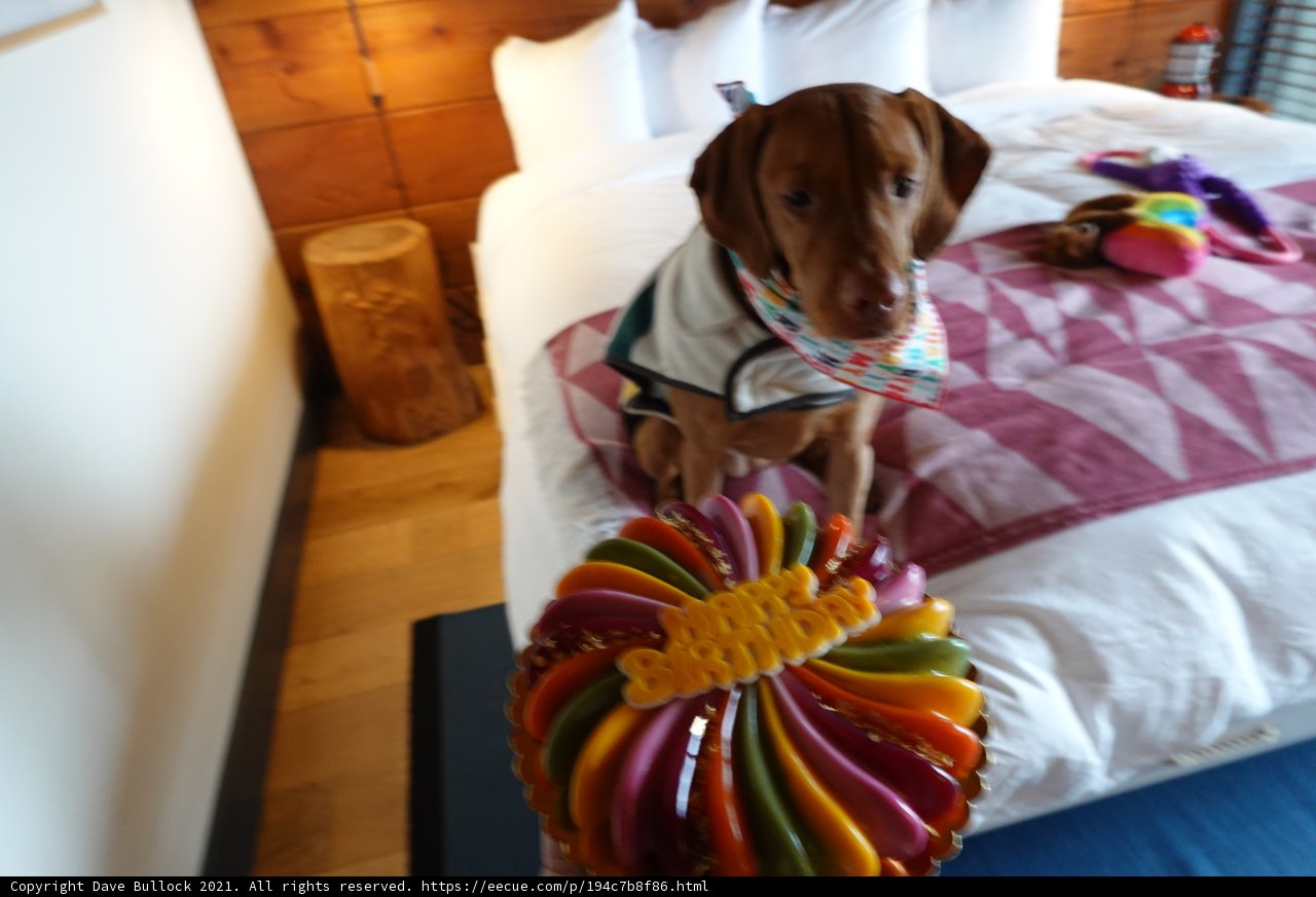 Happy Birthday, Fido!