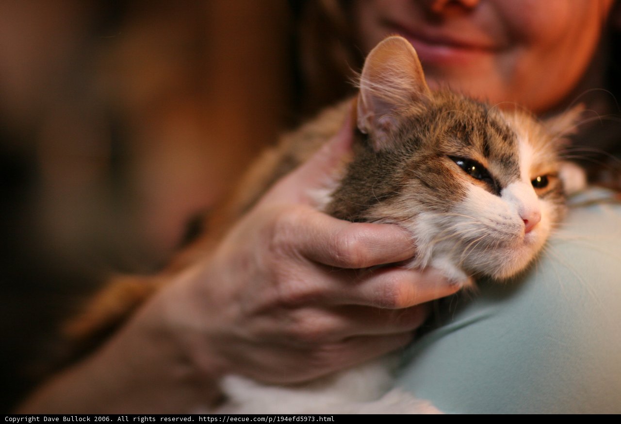 Sweet Abyssinian Cat