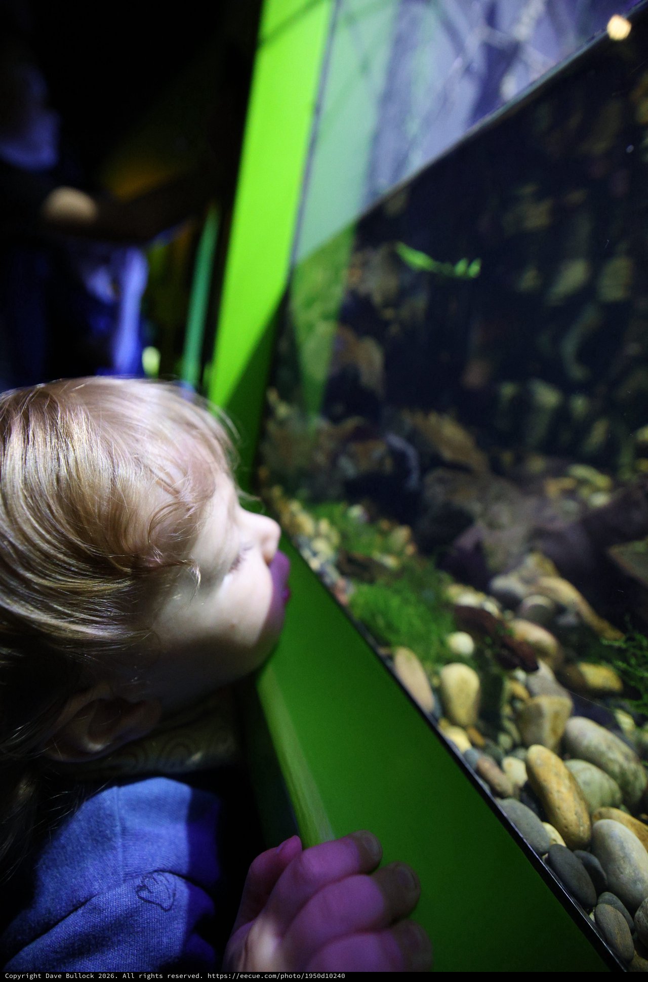 Young Child Mesmerized by Aquarium Display