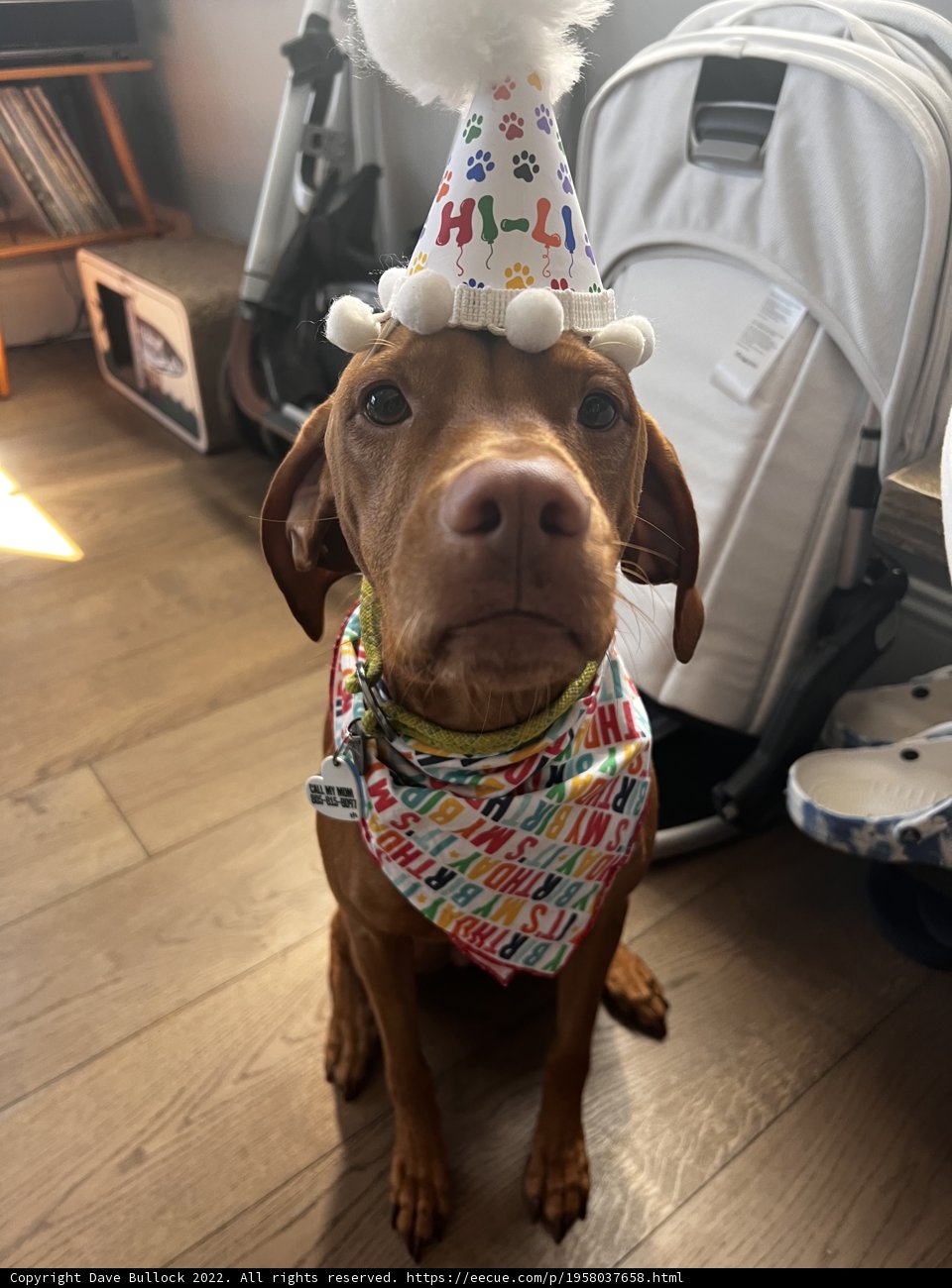 Birthday Pup