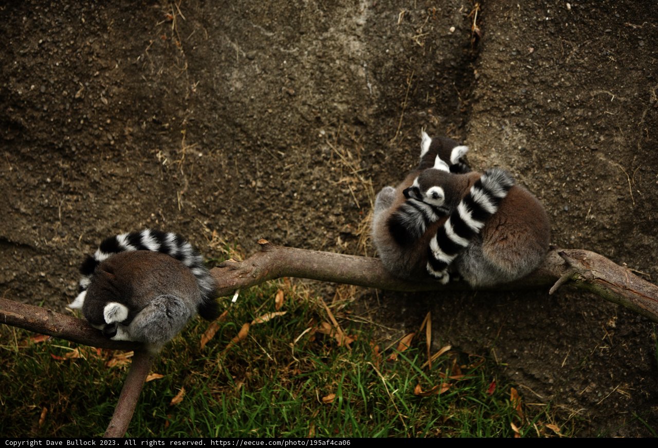Chilled Companionship at Oakland Zoo
