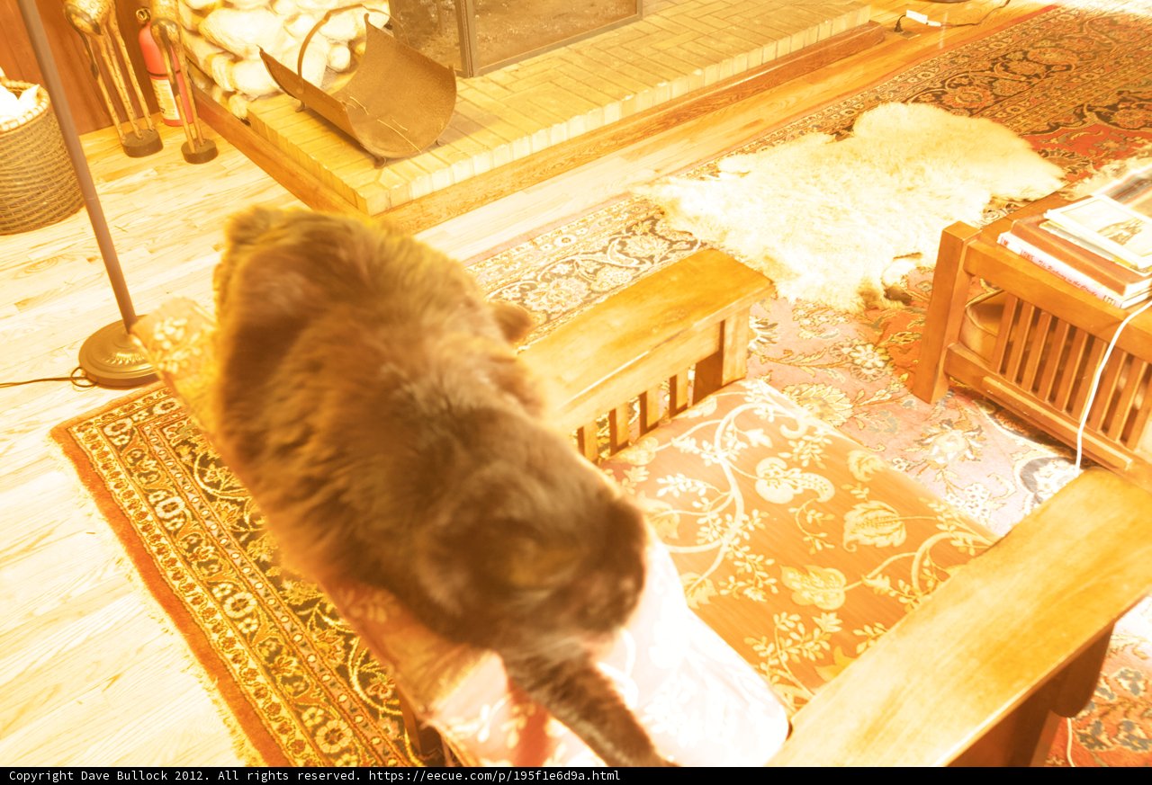 Cozy Cat on Wooden Chair