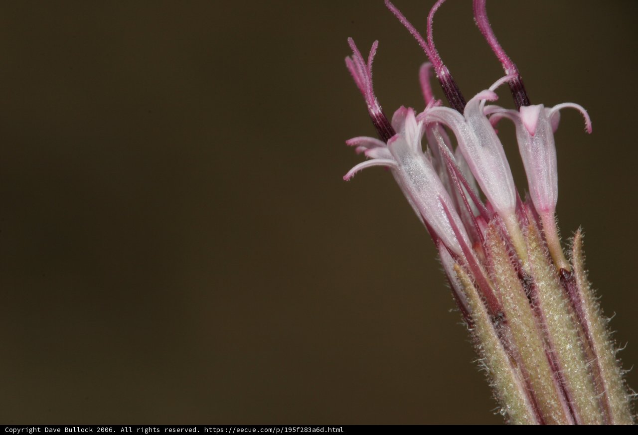 A Close Up of a Geranium Flower in the Desert